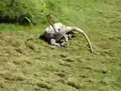 Iquanas mating