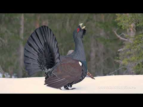 Tjäderspel / Capercaillie lek