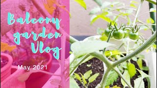 【夏野菜の整枝、ミョウガ植付けなど】ベランダ菜園Vlog 2021年5月