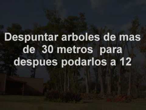 Poda en altura Bolívar Bs As  Argentina