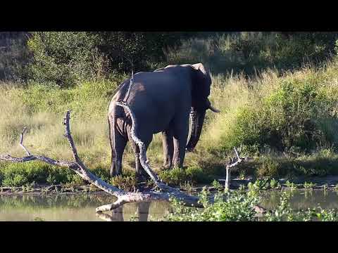 Djuma: Lone Elephant with broken left tusk - 16:30 - 04/24/20
