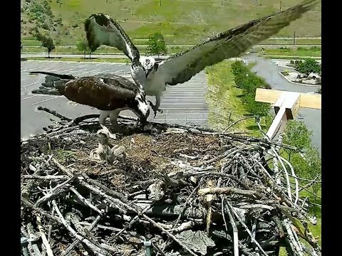 Hellgate osprey MT  6 13 18 251pm Big 2nd Fish delivery & feeding