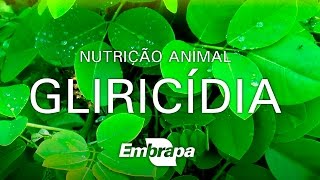 Embrapa Clirícidia na Nutrição Animal