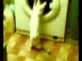 Funny Cat Tsitso