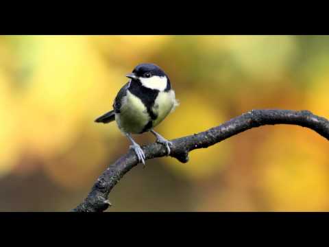 Great Tit Bird Call Bird Song