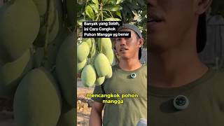 Download lagu Don't be mistaken.... this is the correct way to graft a mango tree... #viral #mango #mango #frui... mp3