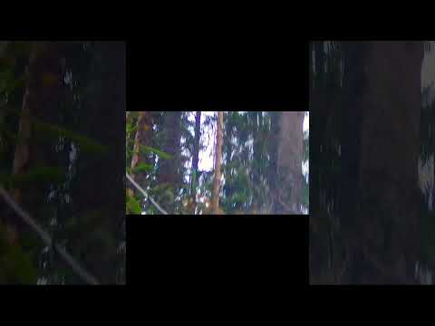 Beccaccia 4k #woodcock #hunting #beccaccia #çulluk