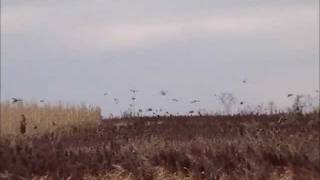 preview picture of video 'UGUIDE's Faulkton Pheasant Camp'