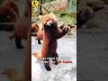 SCARY 😨 and INTENSE fight between two cute RED PANDA