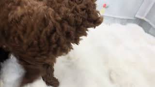 トイプードルの動画01