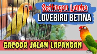 Download lagu Settinga Lomba Lovebird betina Agar Bisa Ngekek Gacoor Jalan Lapangan mp3
