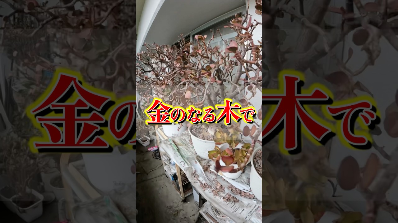 植木鉢で埋め尽くされたベランダを一掃！