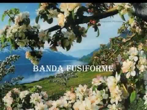 BANDA FUSIFORME    Foi pensando em ti,,,