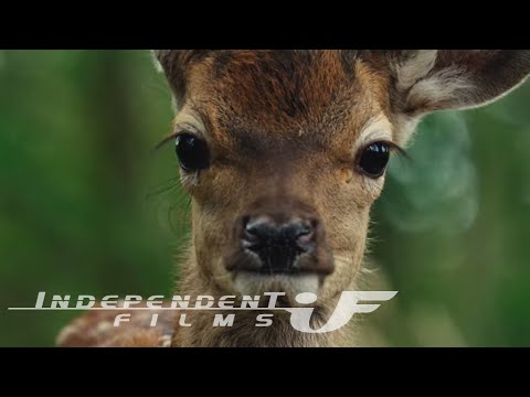 trailer image