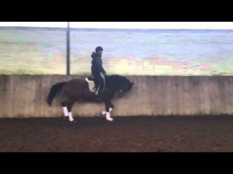 Nemax Stute Dear in Love