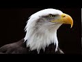 Eagle Screech