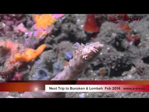 Dive the Strait of Lembeh !