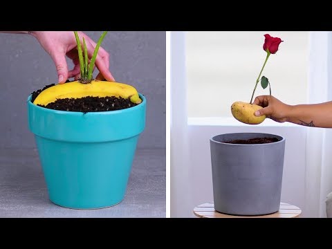 12 Indoor Gardening Hacks You Must Know