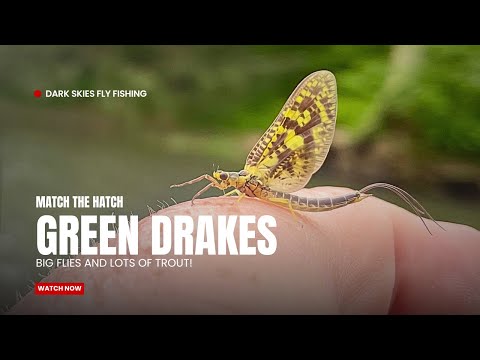 Match the Hatch: GREEN DRAKES Tips and Techniques for Fishing Big Flies