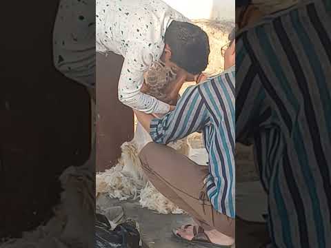 🐩 Dog Haircuting day 🐕‍🦺 #dog #goldenretriever #nikufamilyvlogs #shorts @Nikuchaudharyreaction #short