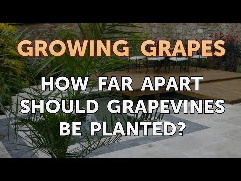 What Type of Fertilizer to Use on Grape Vines