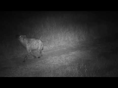 Djuma: Hyena known as 'Corky'walks by - 19:32 - 06/29/20
