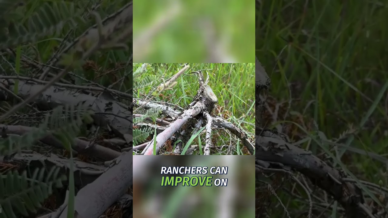 The Devastating Loss of Sandhills Grasslands & Its Cost #shorts