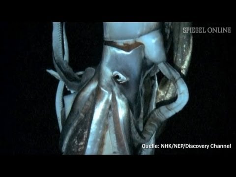 Mysteriöses Tiefseewesen: Forscher filmen Riesenkalmar | DER SPIEGEL