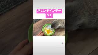 バレンタインデー・竹。미어캣(meerkat)#shorts