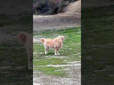 #cover #guitar #travel #dog #goldenretriever #goldenretreivers #doglover #puppy #music