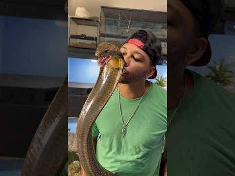 Ich schenke meiner Königskobra LIEBE! #Kobra #Schlange #Reptil #Tier