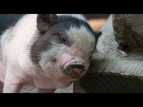 Top 10 Animals That Make Great Pets