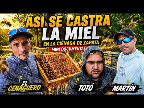 Así es la Cosecha de Miel en La Ciénaga de Zapata #Patabán #Apicultura