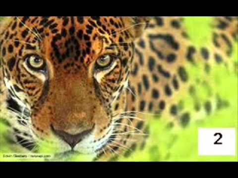 FG Continuacion de El Tigre de Payara - Francisco Montoya