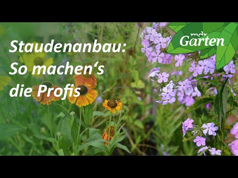So werden heimische Wildstauden angebaut | MDR Garten
