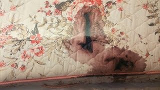 Corey jury sees graphic crime scene photos