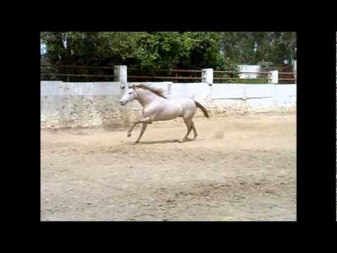 Albero LXXXVI - PRE Cremello stallion freemoving
