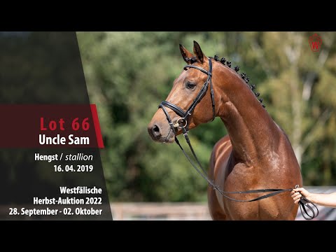 Herbst-Auktion Lot 66 Uncle Sam Hengst v. United Touch - Con Air