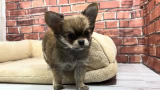 チワワ（ロング）の動画01