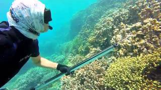 Majuro Atoll, Marshall Islands, Spearfishing, Feb 2015, Berger