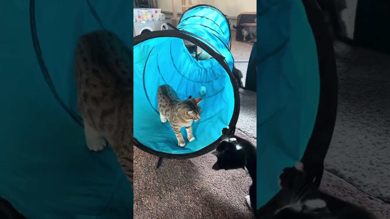 Enlarge Quill, an adoptable Domestic Short Hair in Tillamook, OR video 6/6