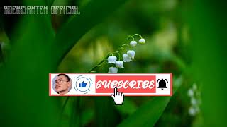 Download lagu Wulandary - Salahkah Aku (lirik) mp3