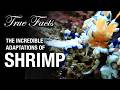 True Facts: The Remarkable Adaptations of Shrimp