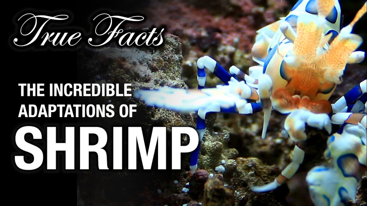 True Facts: The Remarkable Adaptations of Shrimp