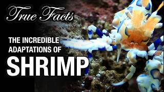 True Facts: The Remarkable Adaptations of Shrimp