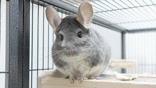 チンチラの様子がおかしいです…