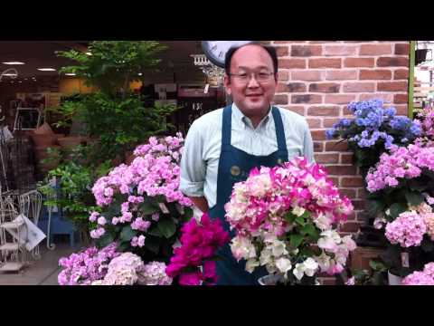 冬のブーゲンビリアの飼い方は？どこに置き、どのような越冬をすれば健康に保てますか？  庭園