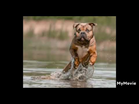 The king arrives ....