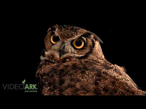Magellanic Horned Owl — Bubo magellanicus — hlas a video
