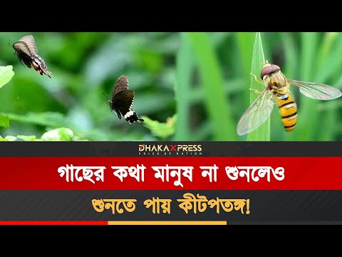 গাছের ভাষা বুঝতে পারে কীট-পতঙ্গরা, বলছে ইসরায়েলি গবেষণা